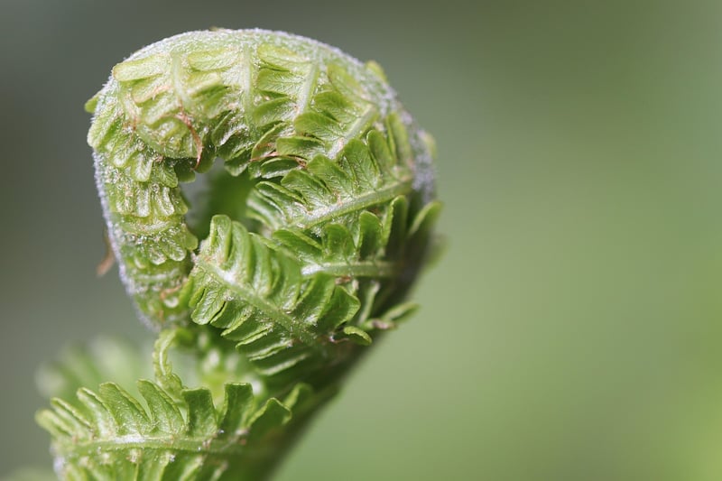Fairy gardening tips